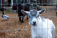 Billy Goat on Metchosin Farm